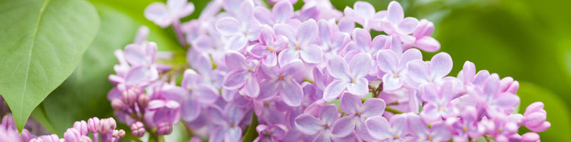 Lilac, Syringa, Syringa vulgaris
